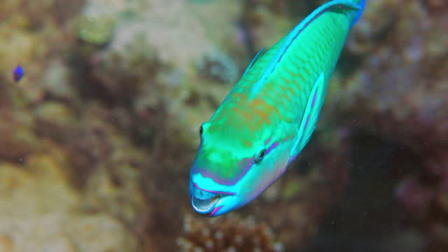 Bright colourful tropical fish living in a hard coral reef ecosystem