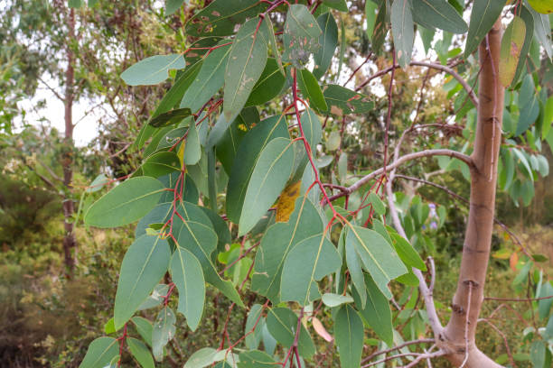 istock eucalyptus tree leaves in bushland 1460215895