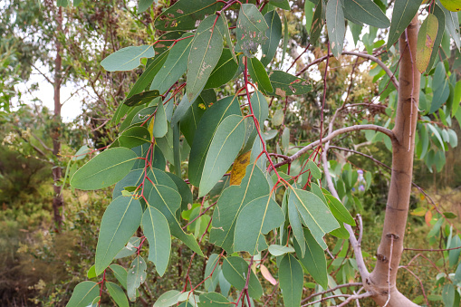 eucalyptus tree leaves in bushland