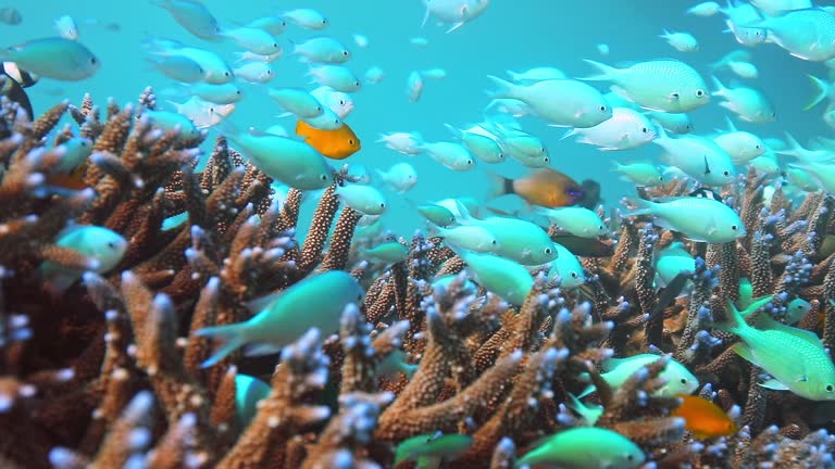 School of tropical fish living in a hard coral reef ecosystem