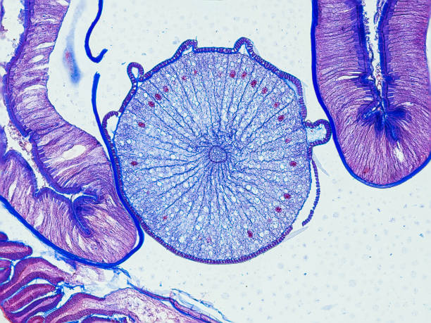 ascaris megalocephala cross section under the microscope - optical microscope x200 magnification ascaris megalocephala cross section under the microscope showing an ovary - optical microscope x200 magnification ascaris mitosis stock pictures, royalty-free photos & images