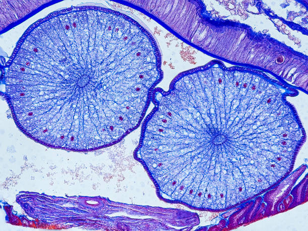 istock ascaris megalocephala cross section under the microscope showing ovaries - optical microscope x200 magnification 1460219497