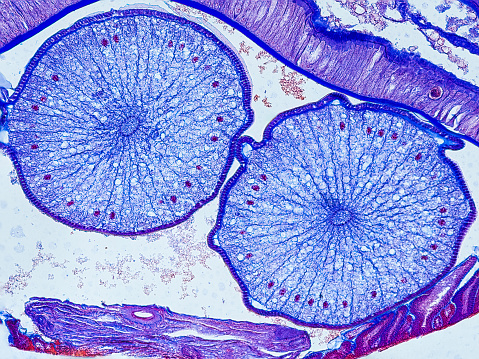 ascaris megalocephala cross section under the microscope showing ovaries - optical microscope x200 magnification