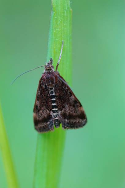istock Vertical close up on straw - barred Pearl moth, Pyrausta despicata against green blurred background 1460221340