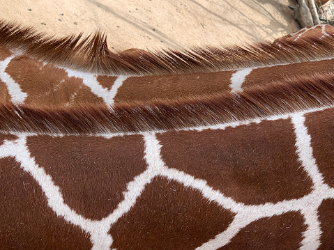 Brown and white giraffe patterns in closeup