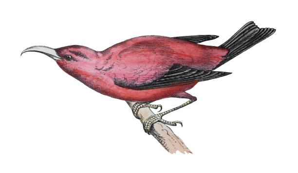 ʻIʻiwi or scarlet honeycreeper (Drepanis coccinea) - vintage color illustration isolated on white background Vintage color illustration isolated on white background - ʻIʻiwi or scarlet honeycreeper (Drepanis coccinea) iiwi bird stock illustrations