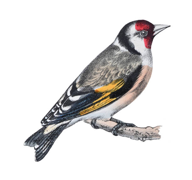 istock European goldfinch (Carduelis carduelis) - vintage color illustration isolated on white background 1460221570