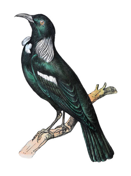 ptak tūī (prosthemadera novaeseelandiae) - kolorowa ilustracja w stylu vintage na białym tle - honeyeater stock illustrations