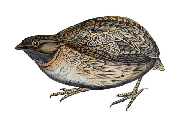 Common quail (Coturnix coturnix) - vintage color illustration isolated on white background Vintage color illustration isolated on white background - Common quail (Coturnix coturnix) coturnix quail stock illustrations