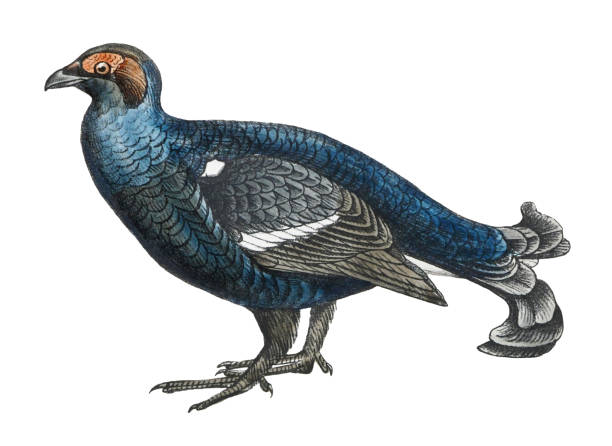 Vintage color illustration isolated on white background - Black grouse, northern black grouse, Eurasian black grouse, blackgame or blackcock (Lyrurus tetrix)