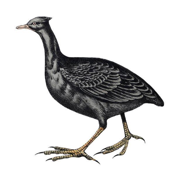 istock Orange-footed scrubfowl, orange-footed megapode or scrubfowl (Megapodius reinwardt) - vintage color illustration isolated on white background 1460221765
