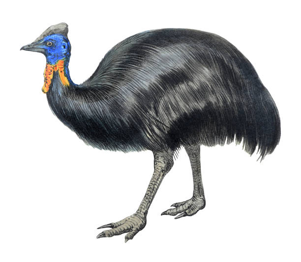istock Southern cassowary, double-wattled cassowary, Australian cassowary or two-wattled cassowary (Casuarius casuarius) - vintage color illustration isolated on white background 1460221774