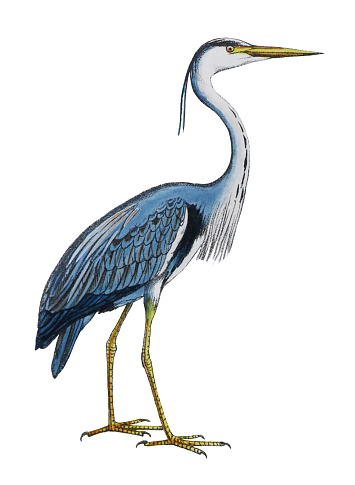 Vintage color illustration isolated on white background - Grey heron (Ardea cinerea)