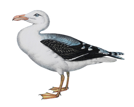 Vintage color illustration isolated on white background - Great black-backed gull (Larus marinus)