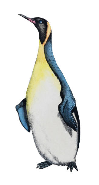 ilustrações de stock, clip art, desenhos animados e ícones de king penguin (aptenodytes patagonicus) - vintage color illustration isolated on white background - penguin animal white background king penguin