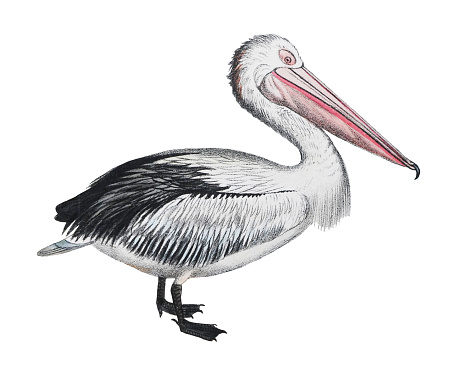 Vintage color illustration isolated on white background - Australian pelican (Pelecanus conspicillatus)