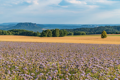 Lacy phacelia bloom. Blue tansy blooming blossom. Purple tansy flower field in natural environment. Phacelia tanacetifolia -in Bastei, Bad Schandau