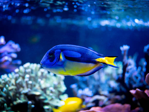 istock Blue tang (Paracanthurus hepatus) swimming on a reef tank with blurred background 1460223375