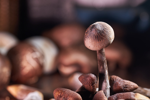 Several fresh mushrooms cut rencien on rustic background