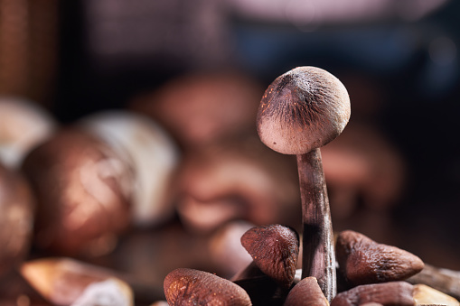 A yellow chanterelle mushroom placed on top of a black kitchen table, prepared as an ingredient for cooking