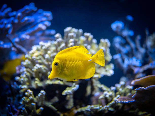 селективный фокус желтого танга (zebrasoma flavescens) в рифовом аквариуме с размытым фоном - sailfin tang стоковые фото и изображения