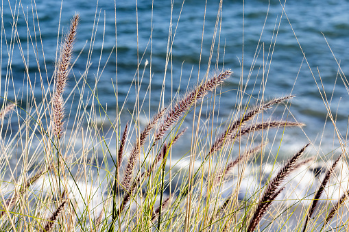 Focus on the marram grass. Out of focus background