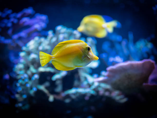 selective focus of yellow tang (Zebrasoma flavescens) in a reef tank with blurred background selective focus of yellow tang (Zebrasoma flavescens) in a reef tank with blurred background acanthurus achilles stock pictures, royalty-free photos & images