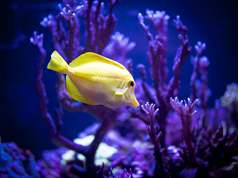 selective focus of yellow tang (Zebrasoma flavescens) in a reef tank with blurred background