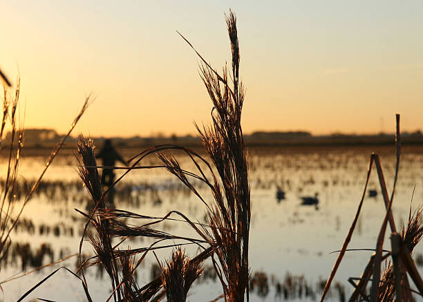 istock Sunrise on the duck pond 146022387