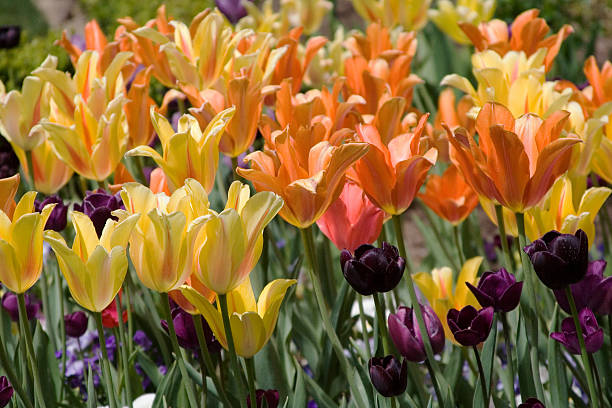 Tulips stock photo