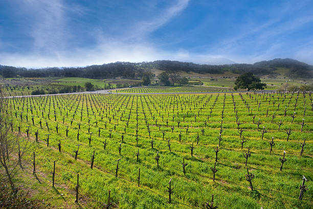 istock Vineyard in Sonoma, California. 146022559