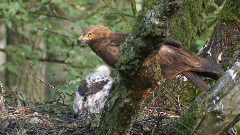 Lesser spotted eagle Aquila pomarina in nest with chick, in old natural forest.