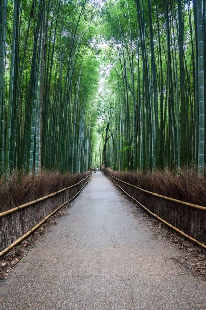 Summer Autumn Transit in Arashiyama Sagano Bamboo, Kyoto