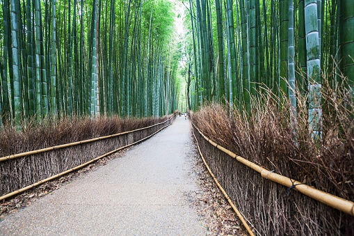 Tránsito de verano y otoño en Arashiyama Sagano Bamboo, Kioto photo