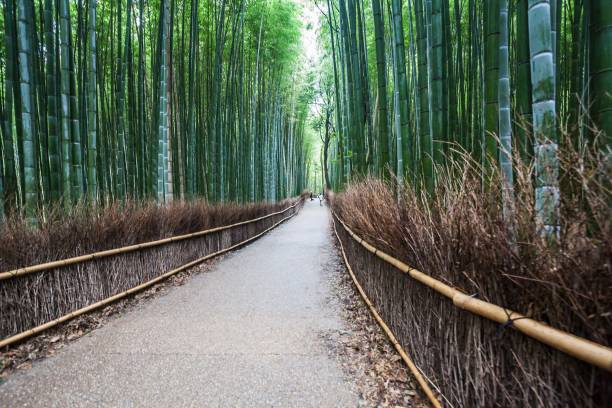 transito autunnale estivo nel bambù di arashiyama sagano, kyoto - kinkaku ji temple foto e immagini stock
