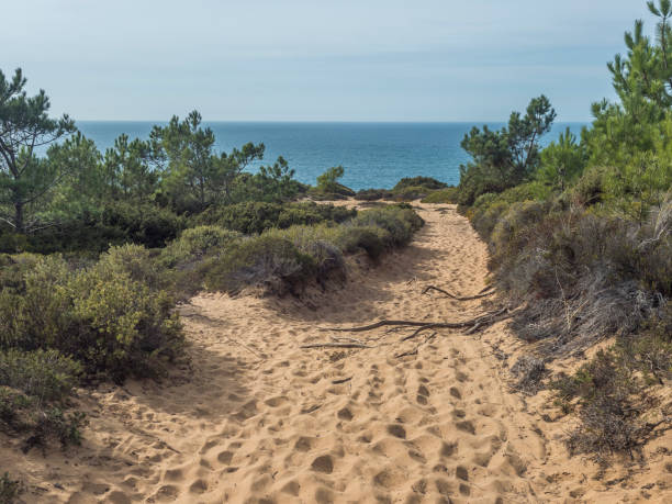 sentier de randonnée des pêcheurs dans les dunes de sable de la côte de rota vicentina avec des buissons verts et des pins et l’océan près d’odeceixe, au portugal. journée ensoleillée, ciel bleu - baie partie dune plante photos et images de collection