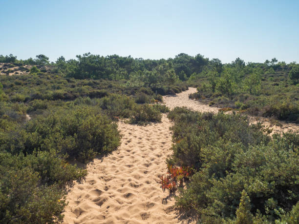 sentier de randonnée des pêcheurs dans les dunes de sable de la côte de la rota vicentina avec des buissons verts et des pins près d’almograve, au portugal. journée ensoleillée, ciel bleu - baie partie dune plante photos et images de collection