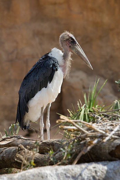 African marabu an african marabu perched on its nest marabu stork stock pictures, royalty-free photos & images