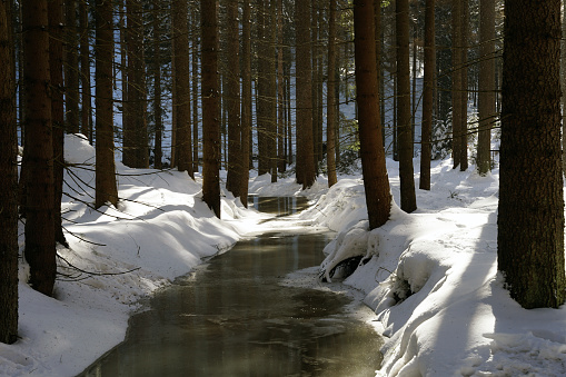 Frozen river in forest and sun rays beaming through trees, Czech Republic