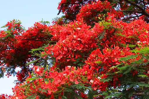 Petite Riviere, Mauritius - December 11, 2022: Flowering Red Flamboyant (Flame, Delonix regia) Tree at the cemetery of Petite Riviere in the West of Mauritius.