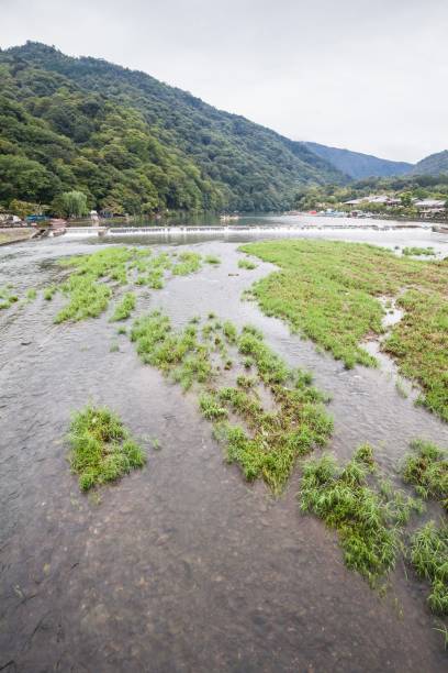 transito estivo autunnale nel fiume kamo, kyoto - kinkaku ji temple foto e immagini stock