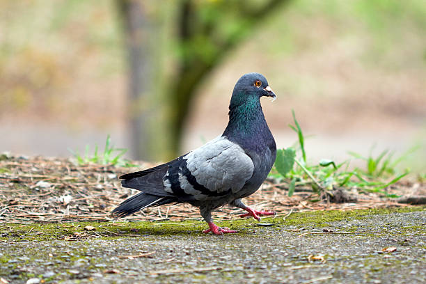 istock Grey pigeon walking in the park 146023094
