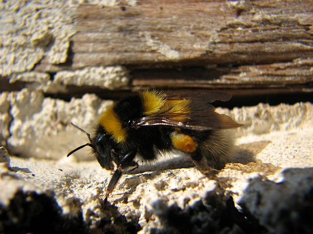 Bumblebee stock photo