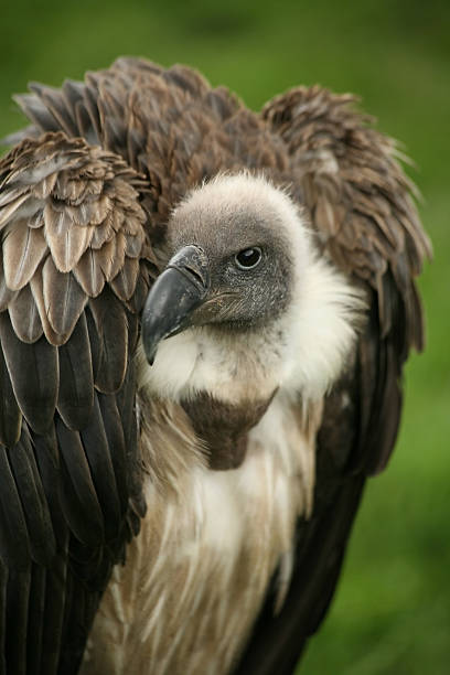 Griffon vulture stock photo