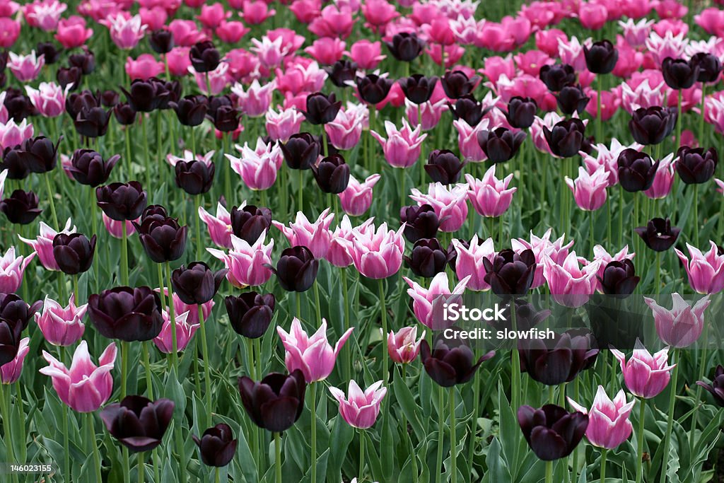 Tulipani - Foto stock royalty-free di Aiuola