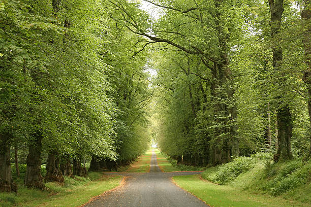 Lane in a beech forest stock photo