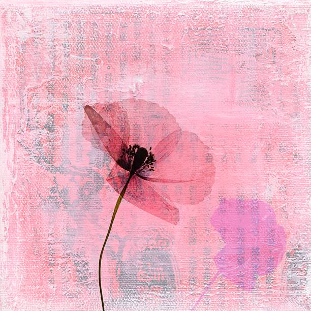 ilustrações de stock, clip art, desenhos animados e ícones de pressionada papoila flor na textura de fundo de arte - poppy purple flower close up