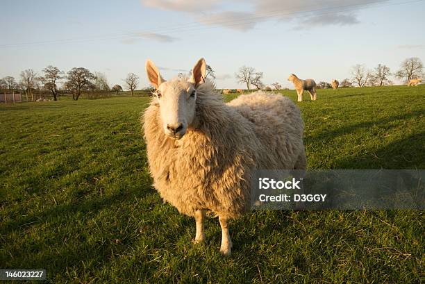 Baa Stock Photo - Download Image Now - Agricultural Field, Animal, Ewe