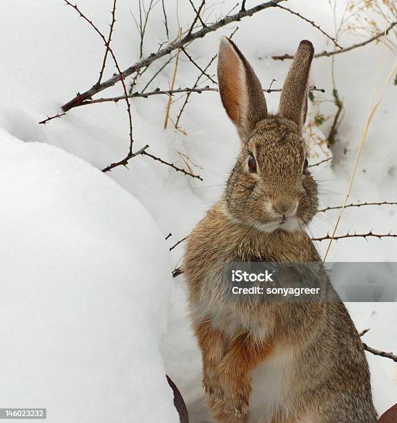 Baumwollschwanzkaninchen Rabbit Stockfoto und mehr Bilder von Schnee - Schnee, Kaninchen, Baumwollschwanzkaninchen