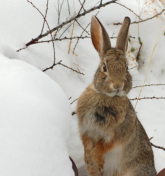 istock Cottontail rabbit looking up in the snow 146023232